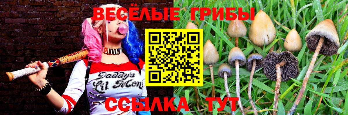 Псилоцибиновые грибы Psilocybe  Вход с VPN  Заринск 